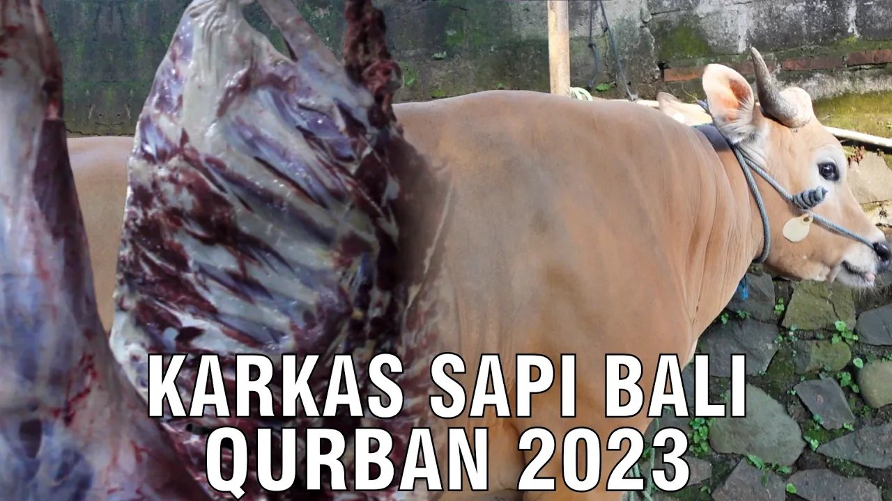 
                                 Karkas-Sapi-Bali-Qurban-2023